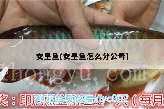 女皇魚(女皇魚怎么分公母) 龍魚芯片掃碼器