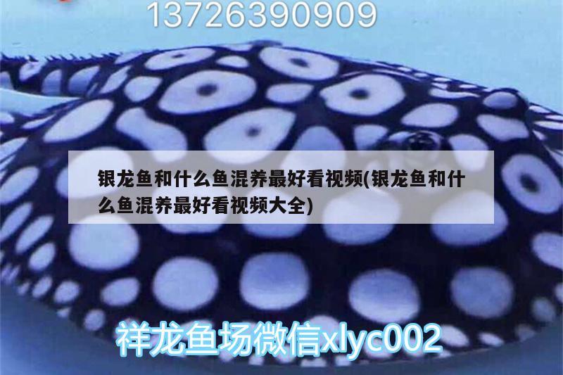 銀龍魚和什么魚混養(yǎng)最好看視頻(銀龍魚和什么魚混養(yǎng)最好看視頻大全) 銀龍魚百科