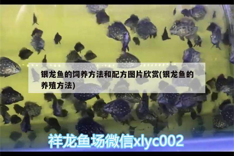 銀龍魚的飼養(yǎng)方法和配方圖片欣賞(銀龍魚的養(yǎng)殖方法) 銀龍魚百科