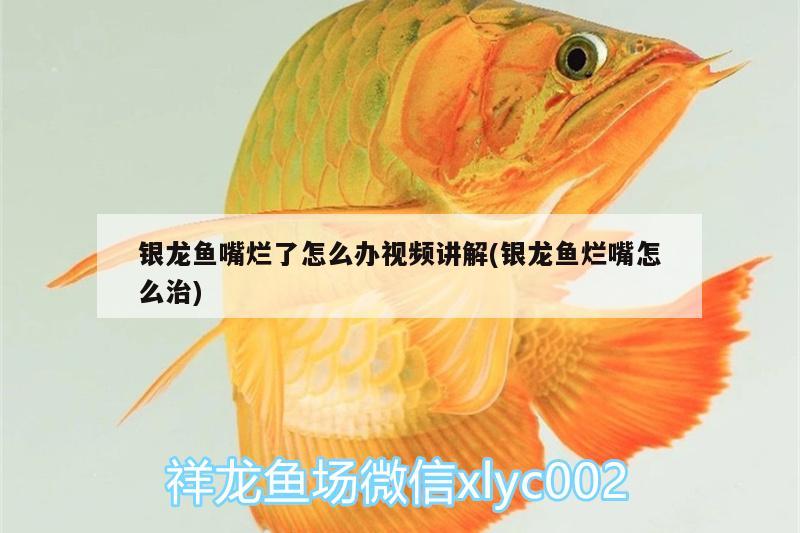 銀龍魚嘴爛了怎么辦視頻講解(銀龍魚爛嘴怎么治) 銀龍魚