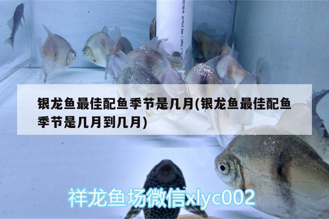 銀龍魚最佳配魚季節(jié)是幾月(銀龍魚最佳配魚季節(jié)是幾月到幾月) 銀龍魚百科