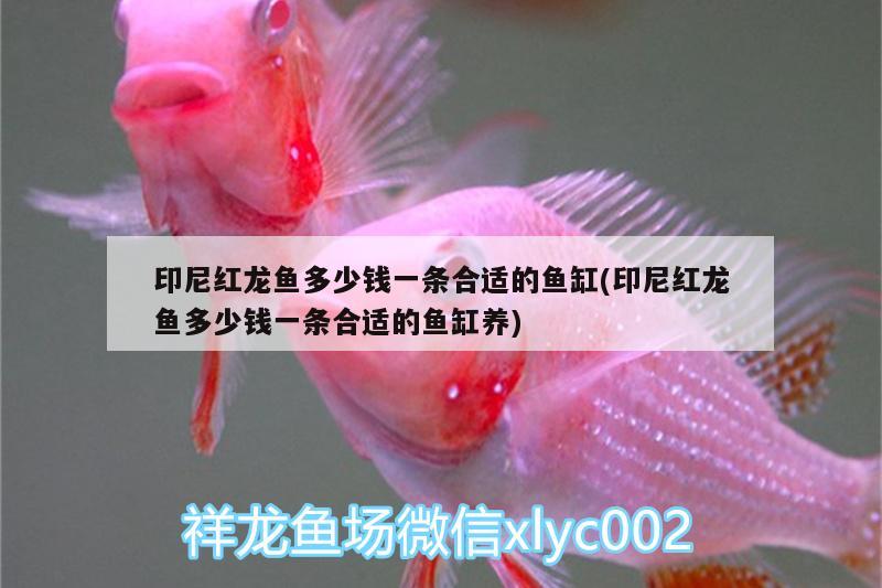 印尼紅龍魚多少錢一條合適的魚缸(印尼紅龍魚多少錢一條合適的魚缸養(yǎng))