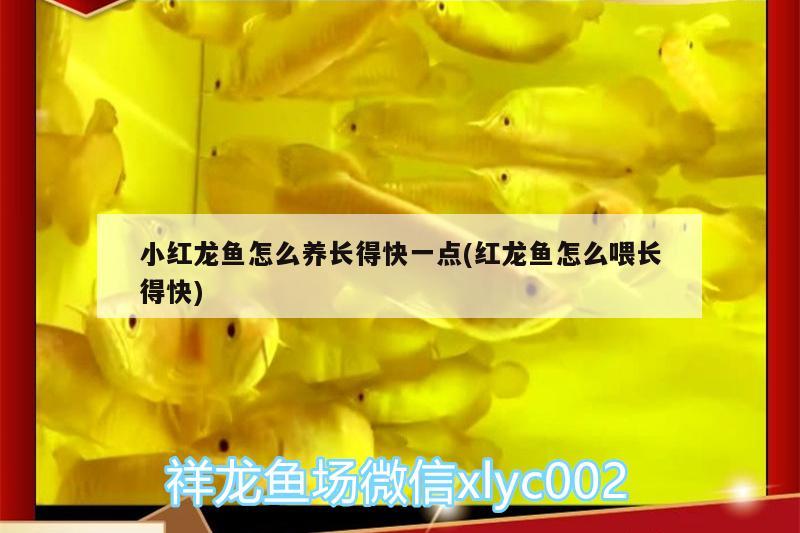 小紅龍魚怎么養(yǎng)長(zhǎng)得快一點(diǎn)(紅龍魚怎么喂長(zhǎng)得快)