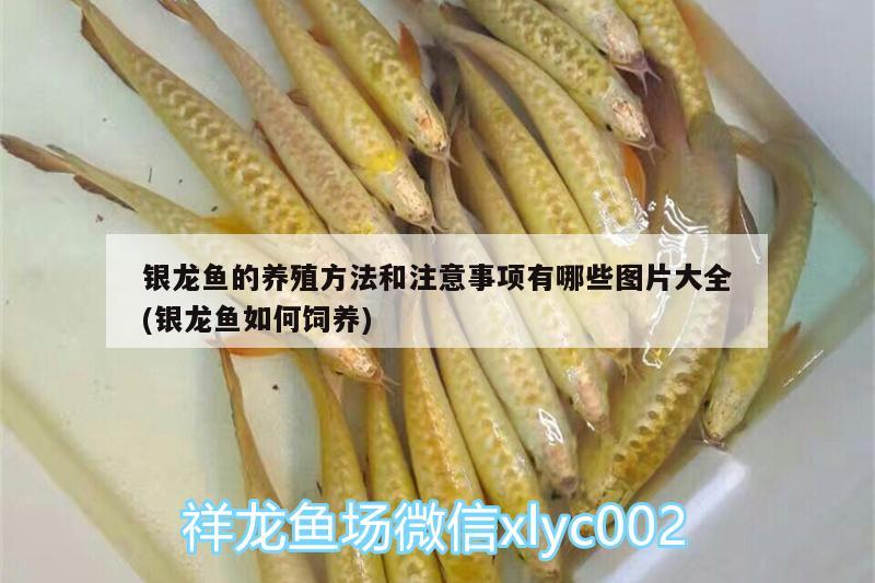 銀龍魚(yú)的養(yǎng)殖方法和注意事項(xiàng)有哪些圖片大全(銀龍魚(yú)如何飼養(yǎng)) 銀龍魚(yú)百科