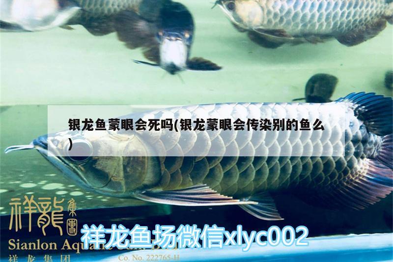 銀龍魚蒙眼會(huì)死嗎(銀龍蒙眼會(huì)傳染別的魚么)