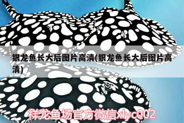 銀龍魚長大后圖片高清(銀龍魚長大后圖片高清) 銀龍魚百科