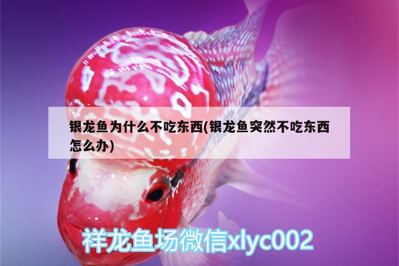 銀龍魚為什么不吃東西(銀龍魚突然不吃東西怎么辦) 銀龍魚百科