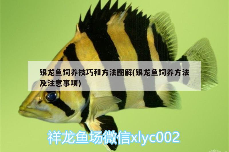 銀龍魚飼養(yǎng)技巧和方法圖解(銀龍魚飼養(yǎng)方法及注意事項(xiàng)) 銀龍魚