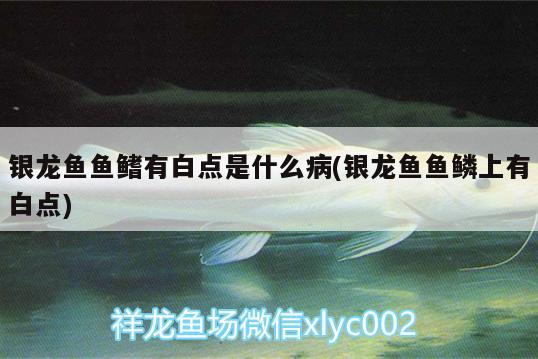 銀龍魚魚鰭有白點(diǎn)是什么病(銀龍魚魚鱗上有白點(diǎn))