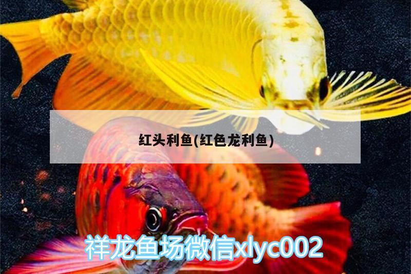 紅頭利魚(紅色龍利魚)