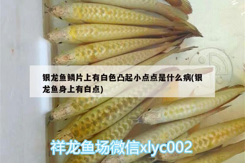 銀龍魚(yú)鱗片上有白色凸起小點(diǎn)點(diǎn)是什么病(銀龍魚(yú)身上有白點(diǎn)) 銀龍魚(yú)百科