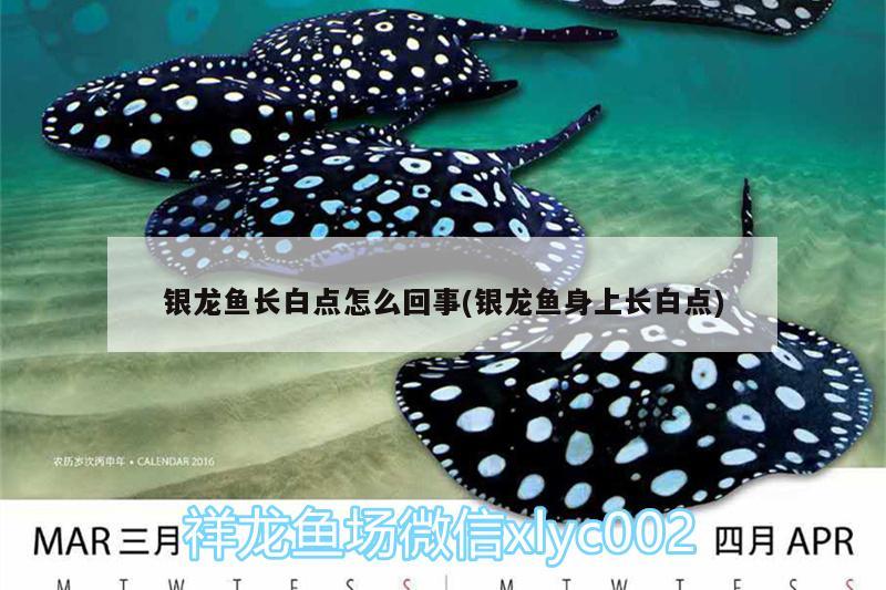 銀龍魚長白點怎么回事(銀龍魚身上長白點) 銀龍魚百科