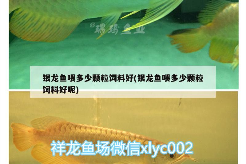 銀龍魚(yú)喂多少顆粒飼料好(銀龍魚(yú)喂多少顆粒飼料好呢) 銀龍魚(yú)百科