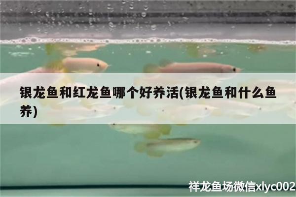 銀龍魚和紅龍魚哪個(gè)好養(yǎng)活(銀龍魚和什么魚養(yǎng)) 銀龍魚百科