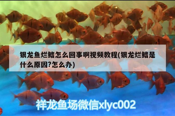 銀龍魚爛鰭怎么回事啊視頻教程(銀龍爛鰭是什么原因?怎么辦) 銀龍魚百科