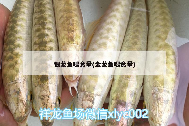 銀龍魚喂食量(金龍魚喂食量)