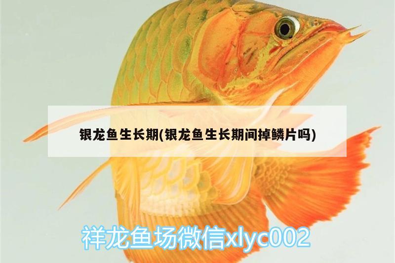 銀龍魚生長期(銀龍魚生長期間掉鱗片嗎)