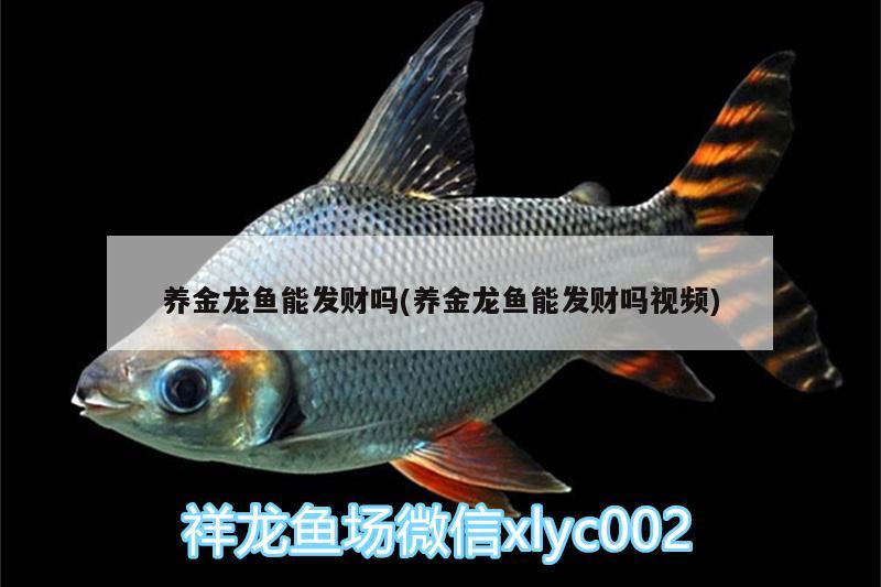 養(yǎng)金龍魚能發(fā)財嗎(養(yǎng)金龍魚能發(fā)財嗎視頻)