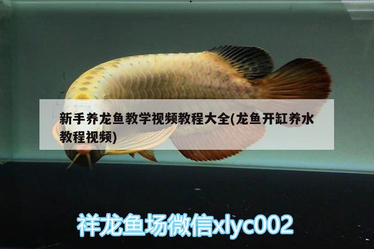 新手養(yǎng)龍魚教學(xué)視頻教程大全(龍魚開(kāi)缸養(yǎng)水教程視頻)