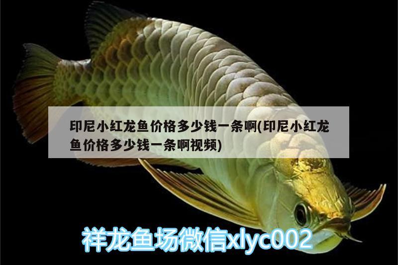 印尼小紅龍魚價(jià)格多少錢一條啊(印尼小紅龍魚價(jià)格多少錢一條啊視頻) 印尼小紅龍 第2張