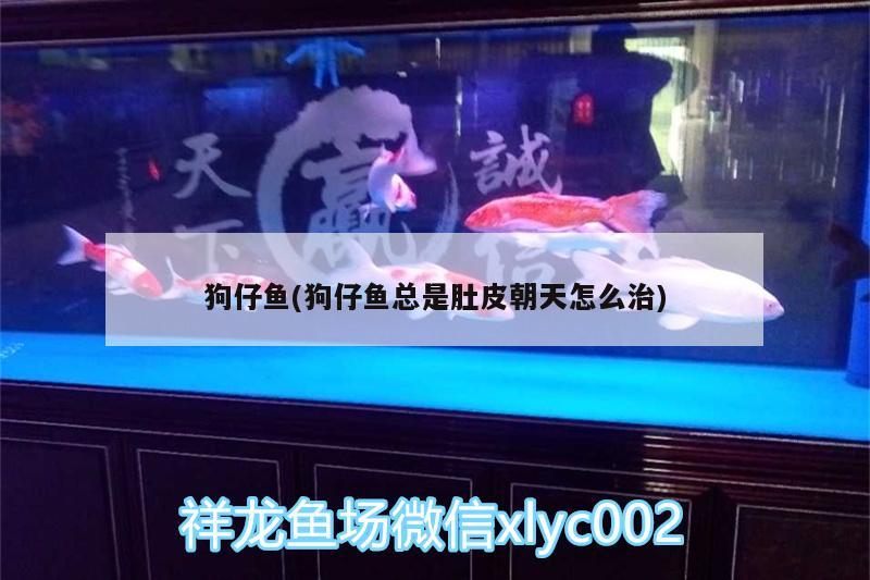 狗仔魚(狗仔魚總是肚皮朝天怎么治) 祥龍傳奇品牌魚缸