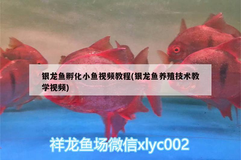 銀龍魚孵化小魚視頻教程(銀龍魚養(yǎng)殖技術(shù)教學(xué)視頻)