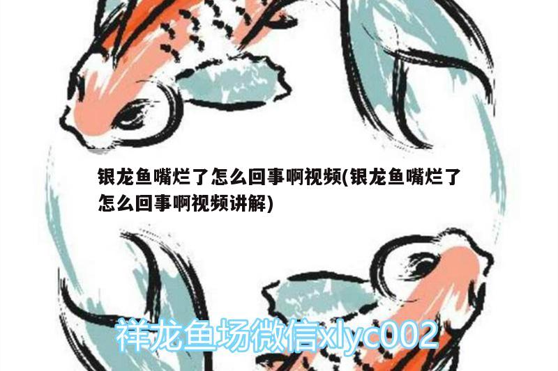 銀龍魚嘴爛了怎么回事啊視頻(銀龍魚嘴爛了怎么回事啊視頻講解) 銀龍魚百科