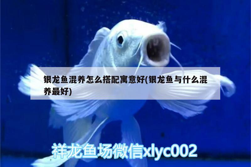 銀龍魚(yú)混養(yǎng)怎么搭配寓意好(銀龍魚(yú)與什么混養(yǎng)最好)