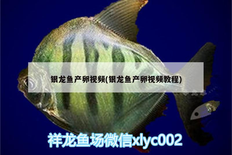 銀龍魚產(chǎn)卵視頻(銀龍魚產(chǎn)卵視頻教程)