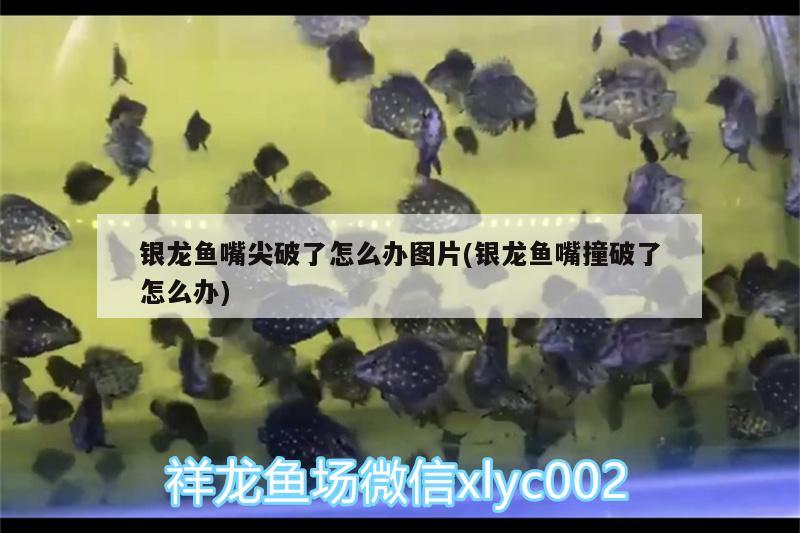 銀龍魚嘴尖破了怎么辦圖片(銀龍魚嘴撞破了怎么辦) 銀龍魚