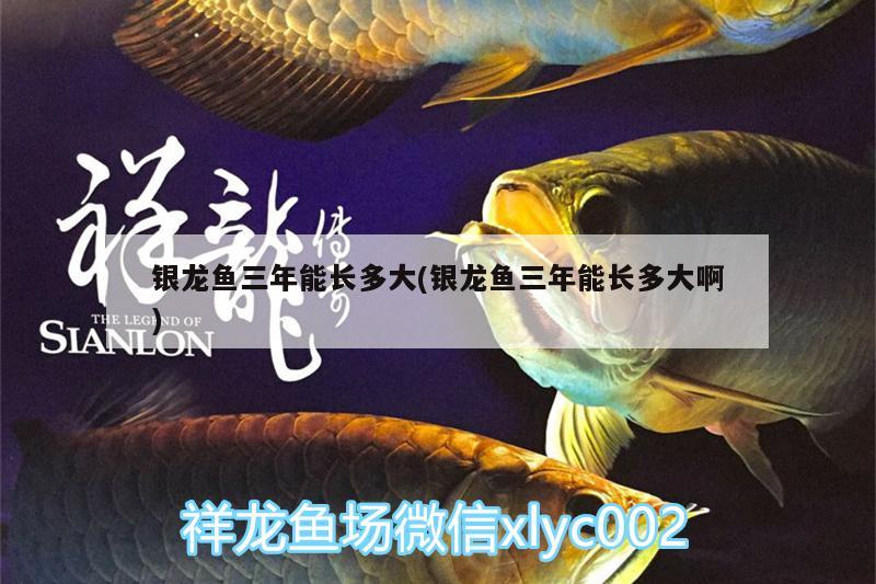 銀龍魚三年能長多大(銀龍魚三年能長多大啊)