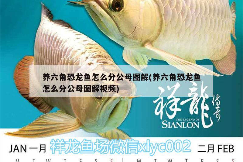 養(yǎng)六角恐龍魚怎么分公母圖解(養(yǎng)六角恐龍魚怎么分公母圖解視頻) 祥龍傳奇品牌魚缸