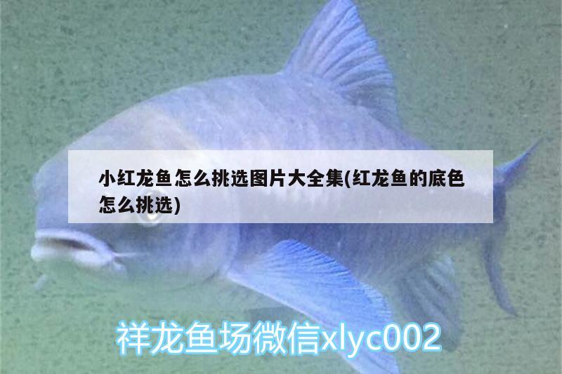 小紅龍魚怎么挑選圖片大全集(紅龍魚的底色怎么挑選) 高背金龍魚