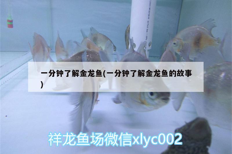 一分鐘了解金龍魚(一分鐘了解金龍魚的故事) 成吉思汗鯊（球鯊）魚