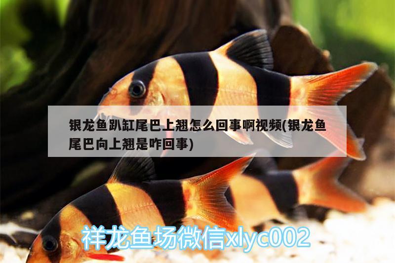 銀龍魚(yú)趴缸尾巴上翹怎么回事啊視頻(銀龍魚(yú)尾巴向上翹是咋回事)