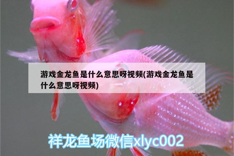 游戲金龍魚(yú)是什么意思呀視頻(游戲金龍魚(yú)是什么意思呀視頻)