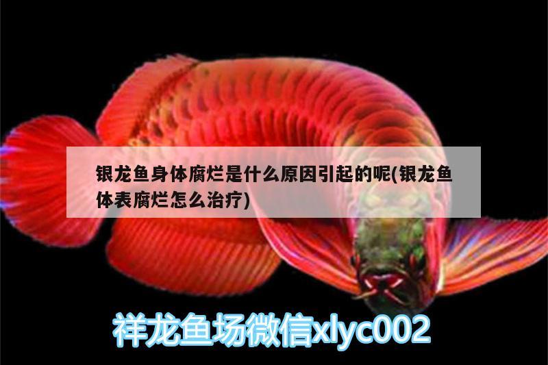 銀龍魚身體腐爛是什么原因引起的呢(銀龍魚體表腐爛怎么治療) 銀龍魚