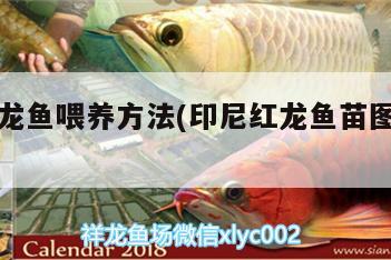 印尼紅龍魚喂養(yǎng)方法(印尼紅龍魚苗圖片大全) 紅龍魚百科