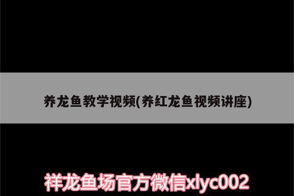 養(yǎng)龍魚教學視頻(養(yǎng)紅龍魚視頻講座)