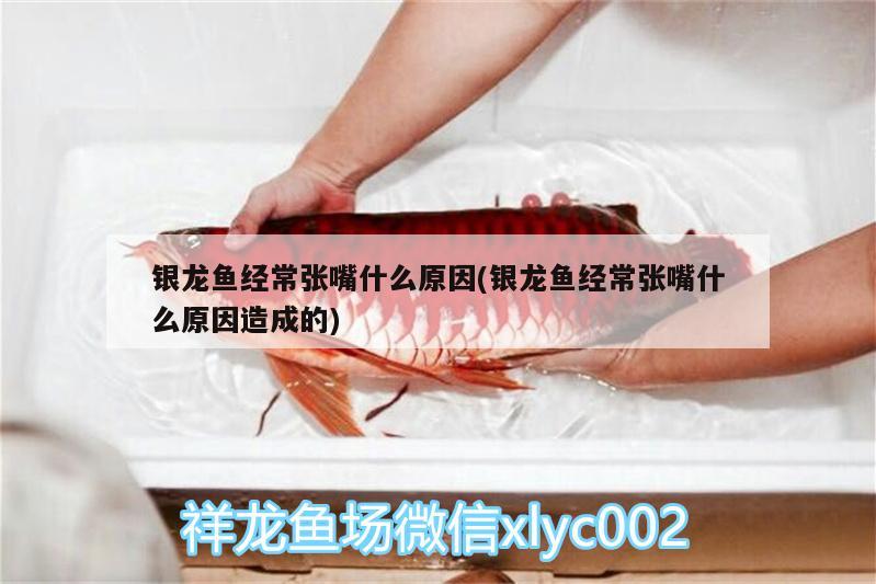 銀龍魚經常張嘴什么原因(銀龍魚經常張嘴什么原因造成的)