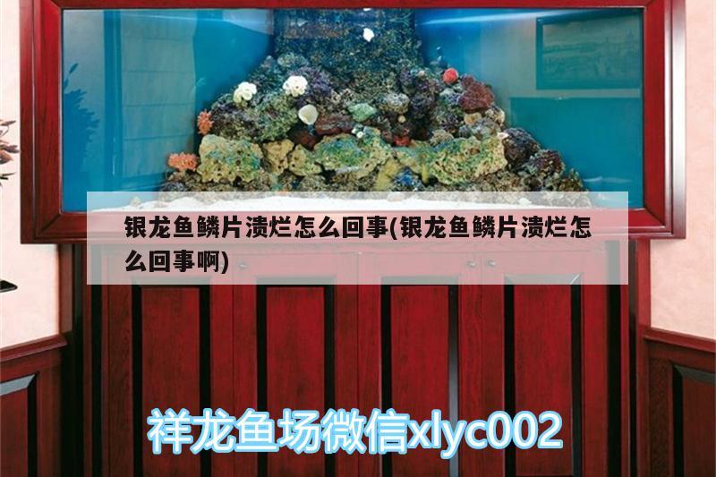 銀龍魚鱗片潰爛怎么回事(銀龍魚鱗片潰爛怎么回事啊) 銀龍魚百科