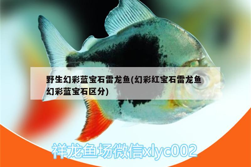 野生幻彩藍寶石雷龍魚(幻彩紅寶石雷龍魚幻彩藍寶石區(qū)分)