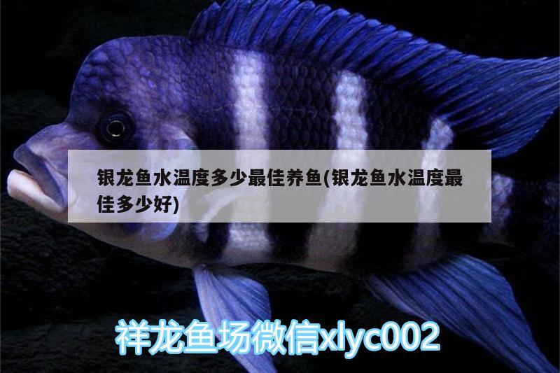 銀龍魚水溫度多少最佳養(yǎng)魚(銀龍魚水溫度最佳多少好)