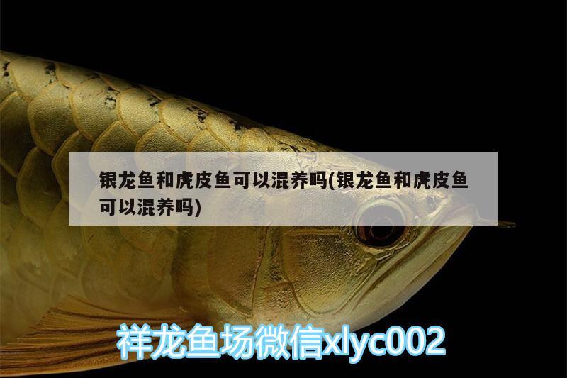 銀龍魚和虎皮魚可以混養(yǎng)嗎(銀龍魚和虎皮魚可以混養(yǎng)嗎) 銀龍魚