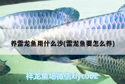 養(yǎng)雷龍魚(yú)用什么沙(雷龍魚(yú)要怎么養(yǎng))