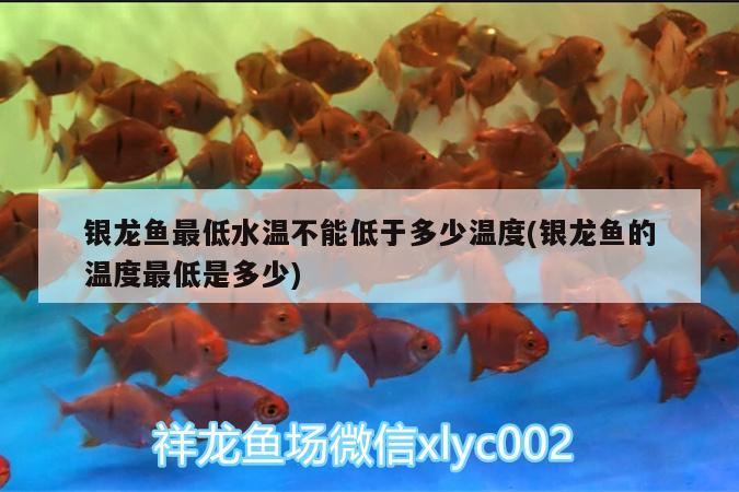 銀龍魚最低水溫不能低于多少溫度(銀龍魚的溫度最低是多少) 銀龍魚百科