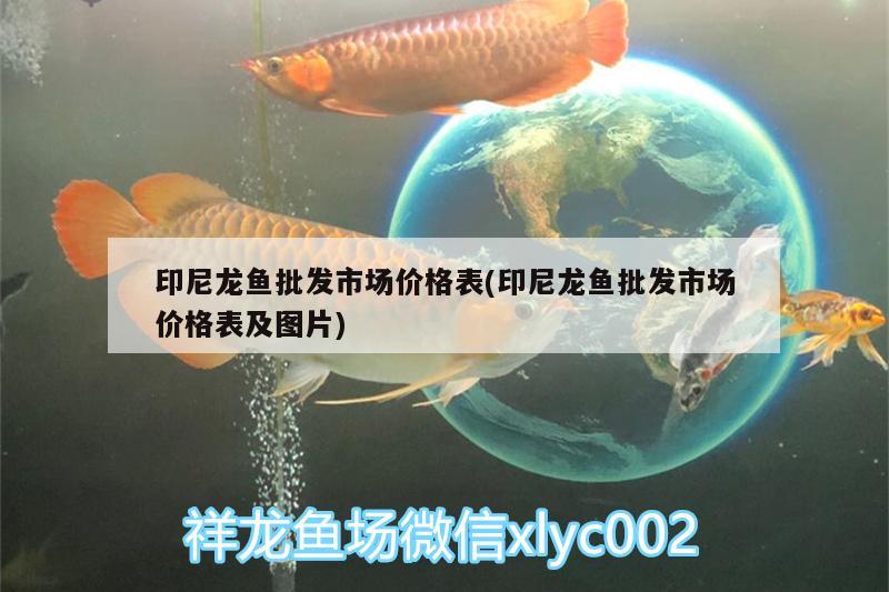 印尼龍魚批發(fā)市場價(jià)格表(印尼龍魚批發(fā)市場價(jià)格表及圖片) 龍魚批發(fā)