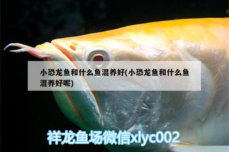 小恐龍魚和什么魚混養(yǎng)好(小恐龍魚和什么魚混養(yǎng)好呢)