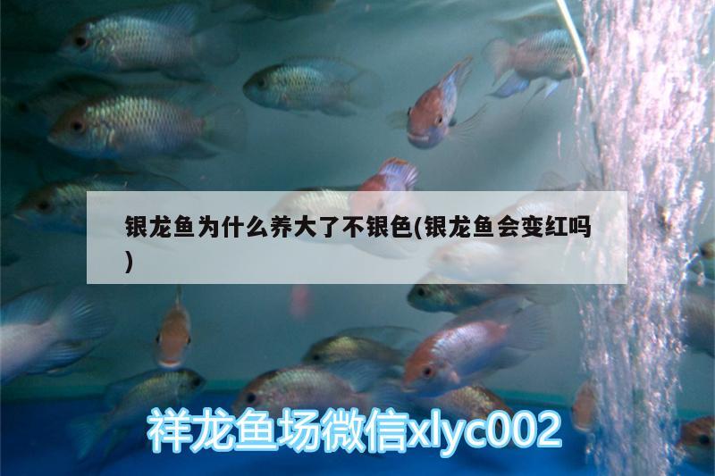 銀龍魚為什么養(yǎng)大了不銀色(銀龍魚會變紅嗎)