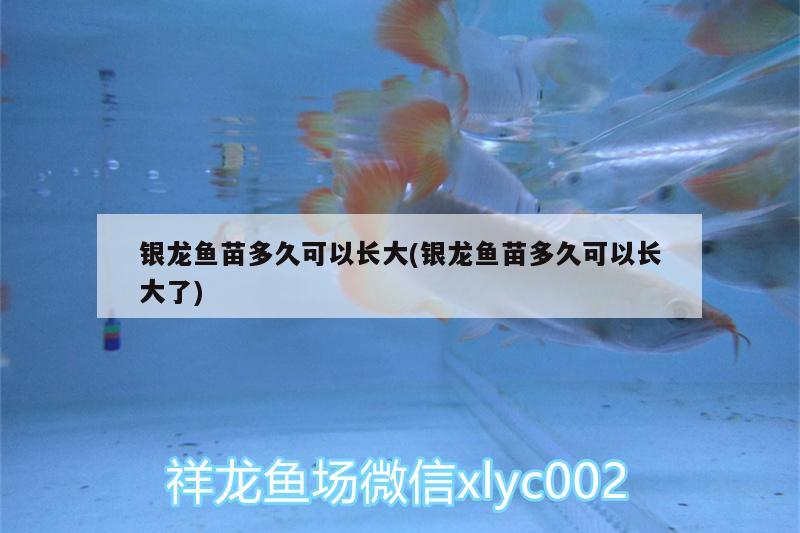 銀龍魚苗多久可以長大(銀龍魚苗多久可以長大了) 銀龍魚